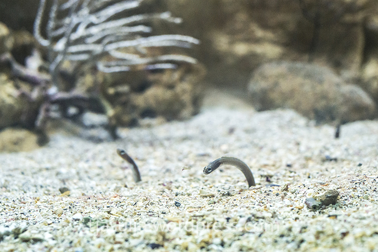akvarium-guadeloupe-5